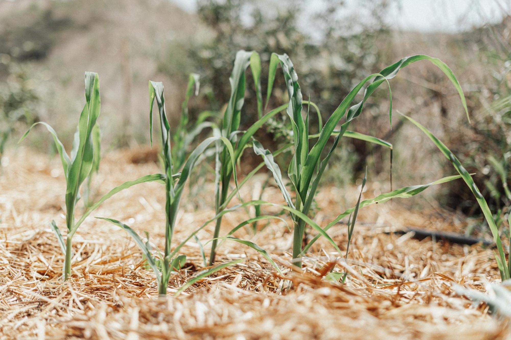 לורקה Nature Home Maitreya מראה חיצוני תמונה